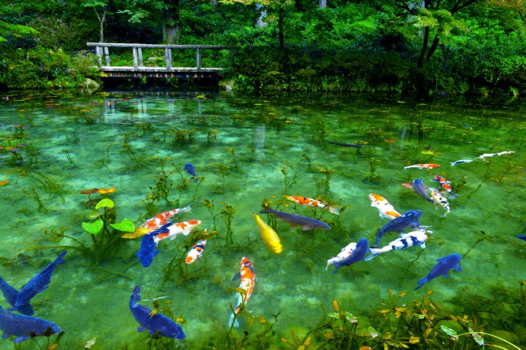 モネの池-1024x682 ６月に訪れたい岐阜の名所